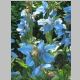 dirleton meconopsis.JPG